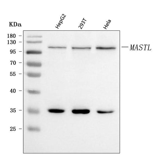 Anti-GWL/MASTL Antibody Picoband® Boster Bio