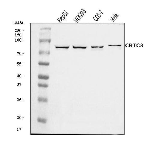 Anti-CRTC3 Antibody Picoband® Boster Bio