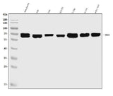 Anti-EHD3 Antibody Picoband® Boster Bio