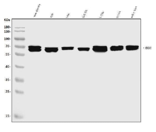 Anti-EHD3 Antibody Picoband® Boster Bio