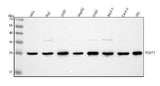 Anti-PCMT1 Antibody Picoband® Boster Bio
