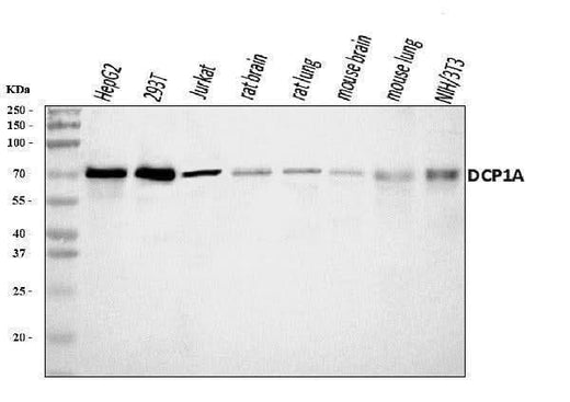 Anti-DCP1A Antibody Picoband® Boster Bio