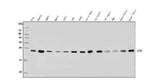 Anti-RAB1B Antibody Picoband® Boster Bio