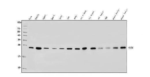 Anti-RAB1B Antibody Picoband® Boster Bio