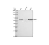 Anti-CREB3L2 Antibody Picoband® Boster Bio
