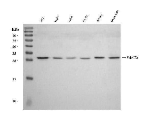 Anti-RAB23 Antibody Picoband® Boster Bio