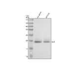 Anti-CD42a/GP9 Antibody Picoband® Boster Bio