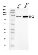 Anti-DDX21 Antibody Picoband® Boster Bio