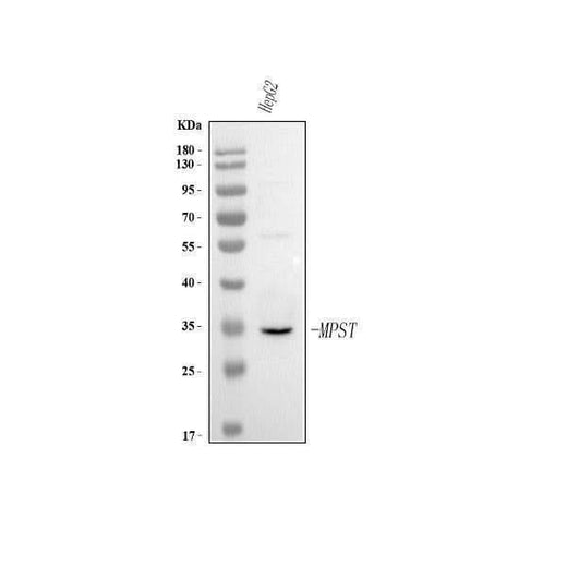 Anti-MPST Antibody Picoband® Boster Bio
