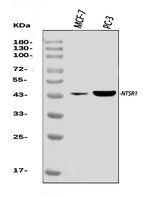 Anti-Neurotensin Receptor 1/NTSR1 Antibody Picoband® Boster Bio