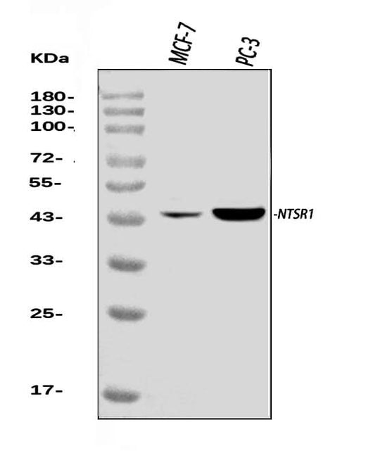 Anti-Neurotensin Receptor 1/NTSR1 Antibody Picoband® Boster Bio