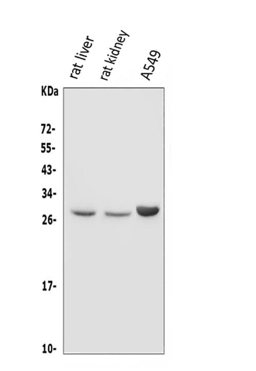 Anti-DIO1 Antibody Picoband® Boster Bio