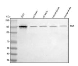 Anti-IRS4 Antibody Picoband® Boster Bio