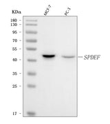 Anti-PSE/SPDEF Antibody Picoband® Boster Bio