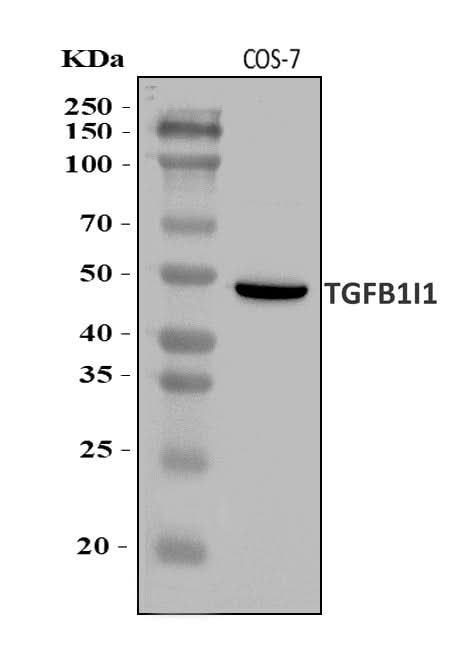 Anti-HIC5/TGFB1I1 Antibody Picoband® Boster Bio