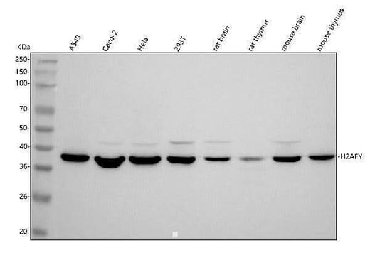 Anti-H2AFY/MACROH2A1 Antibody Picoband® Boster Bio