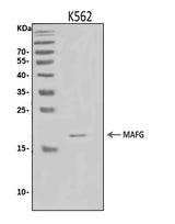 Anti-MAFG Antibody Picoband® Boster Bio