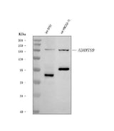 Anti-ADAMTS9 Antibody Picoband® Boster Bio