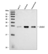 Anti-Rab4/RAB4A Antibody Picoband® Boster Bio