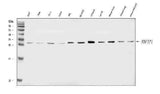Anti-NDFIP1 Antibody Picoband® Boster Bio