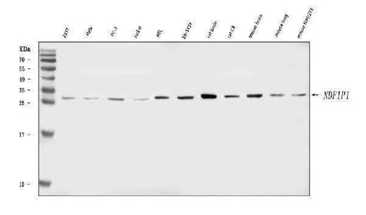 Anti-NDFIP1 Antibody Picoband® Boster Bio