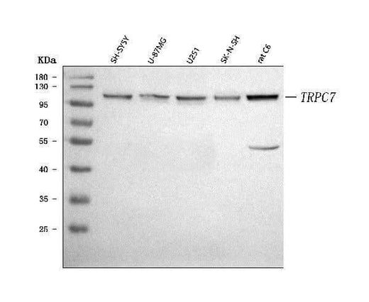 Anti-TRP 7/TRPC7 Antibody Picoband® Boster Bio