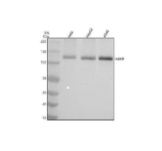 Anti-NEK9 Antibody Picoband® Boster Bio