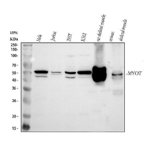 Anti-MYOT Antibody Picoband® Boster Bio