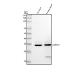 Anti-ANKRD1 Antibody Picoband® Boster Bio