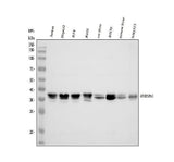 Anti-HNRNPA3 Antibody Picoband® Boster Bio