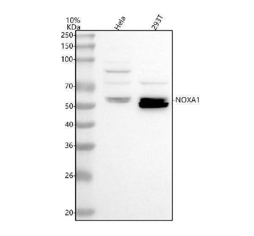 Anti-NOXA1 Antibody Picoband® Boster Bio