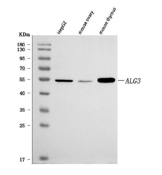Anti-ALG3 Antibody Picoband® Boster Bio