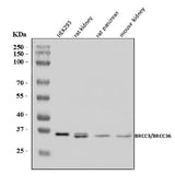Anti-BRCC36/BRCC3 Antibody Picoband® Boster Bio