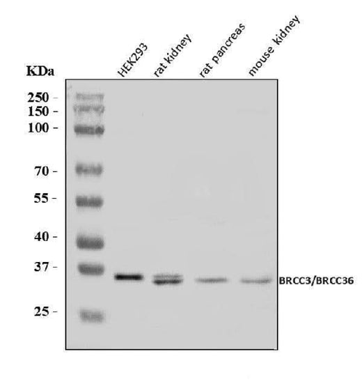 Anti-BRCC36/BRCC3 Antibody Picoband® Boster Bio