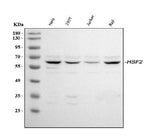 Anti-HSF2 Antibody Picoband® Boster Bio