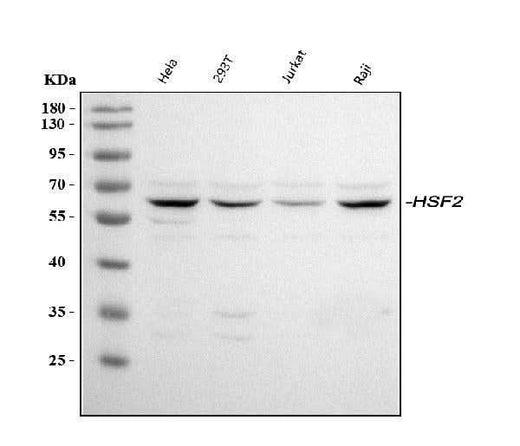 Anti-HSF2 Antibody Picoband® Boster Bio