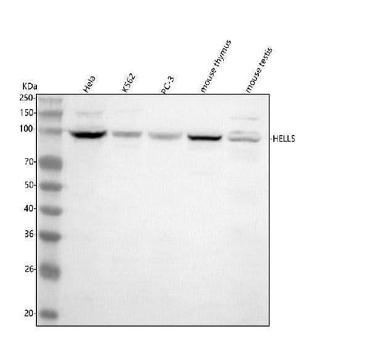 Anti-HELLS Antibody Picoband® Boster Bio