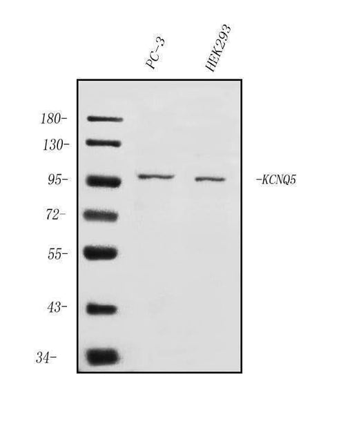 Anti-KCNQ5 Antibody Picoband® Boster Bio