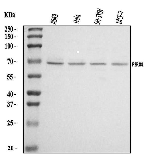 Anti-P2X4/P2RX4 Antibody Picoband® Boster Bio