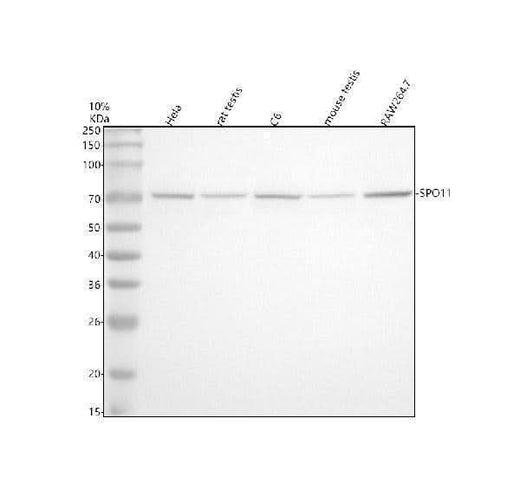 Anti-SPO11 Antibody Picoband® Boster Bio