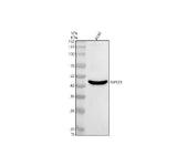 Anti-NPY2R Antibody Picoband® Boster Bio