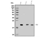 Anti-SCG10/STMN2 Antibody Picoband® Boster Bio