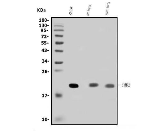 Anti-SCG10/STMN2 Antibody Picoband® Boster Bio