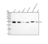 Anti-MYL3 Antibody Picoband® Boster Bio
