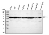 Anti-MTF1 Antibody Picoband® Boster Bio
