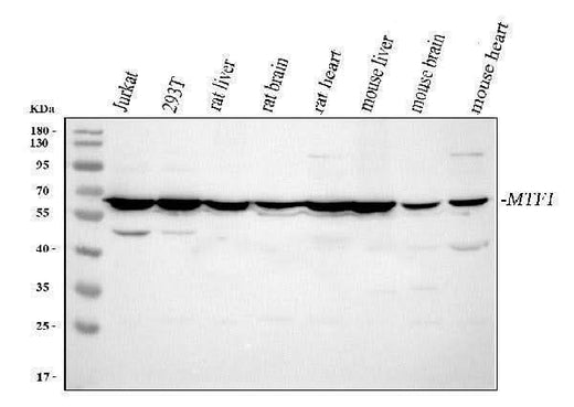 Anti-MTF1 Antibody Picoband® Boster Bio