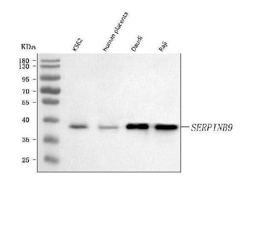 Anti-SERPINB9 Antibody Picoband® Boster Bio
