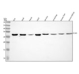 Anti-CHP1 Antibody Picoband® Boster Bio