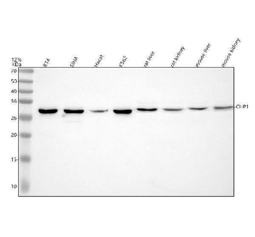 Anti-CHP1 Antibody Picoband® Boster Bio