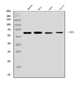 Anti-DAI/ZBP1 Antibody Picoband® Boster Bio